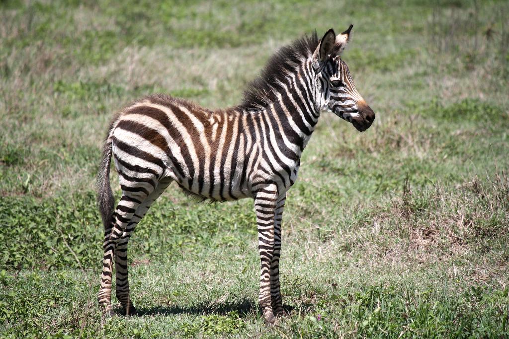 Baby Zebra Ngorongoro Crater 160