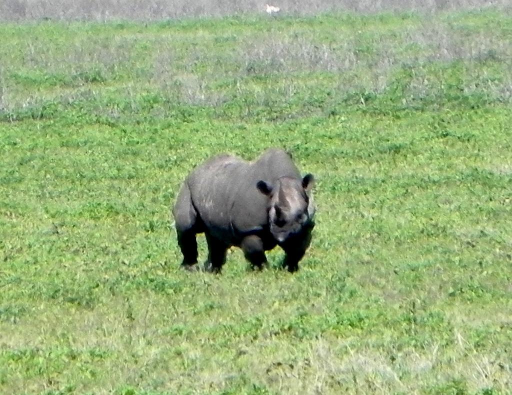 Black rhino, Ngorongoro Crater 147