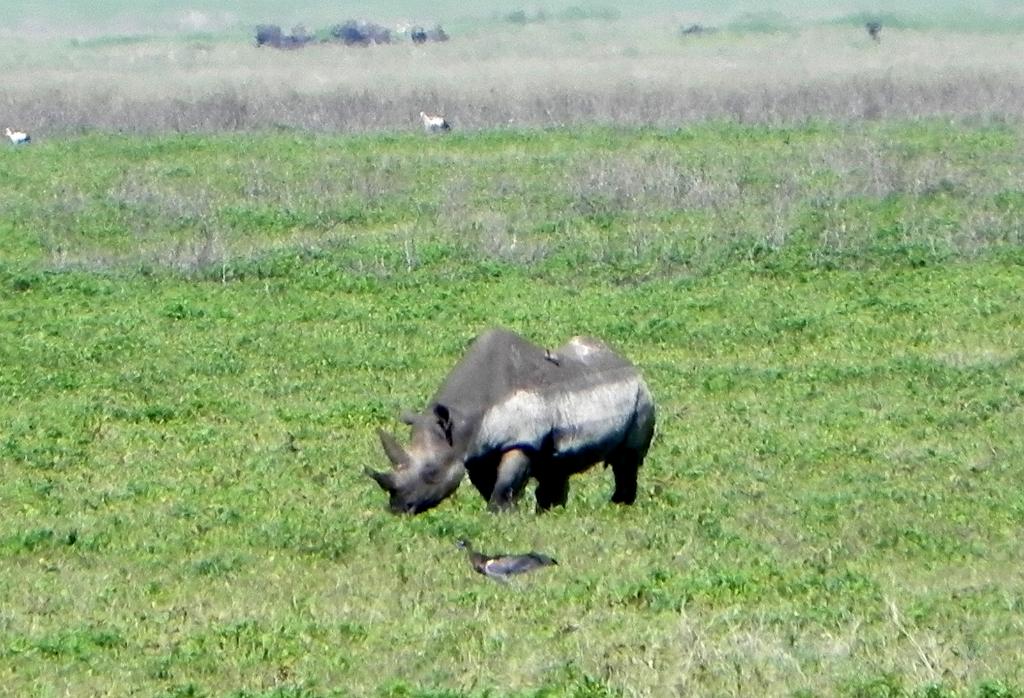 Black rhino, Ngorongoro Crater 148