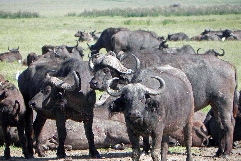 Cape buffalo, Ngorongoro Crater 170