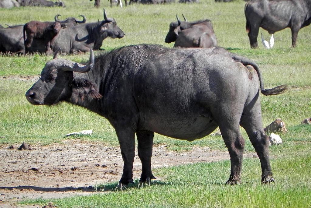 Cape buffalo, Ngorongoro Crater 175