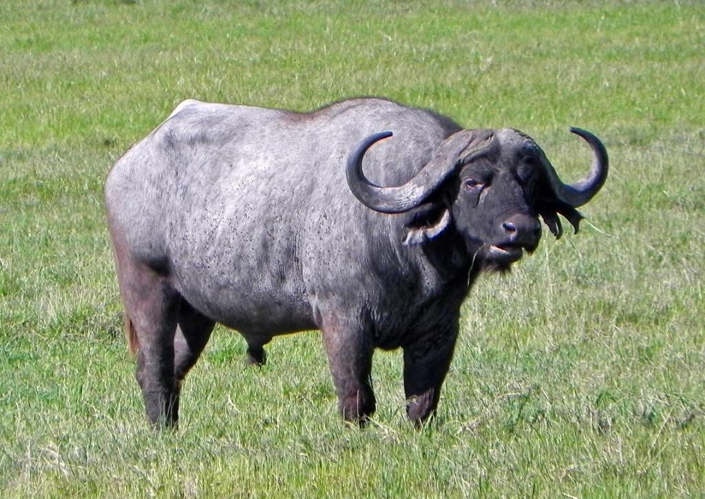 Cape buffalo, Ngorongoro Crater 180
