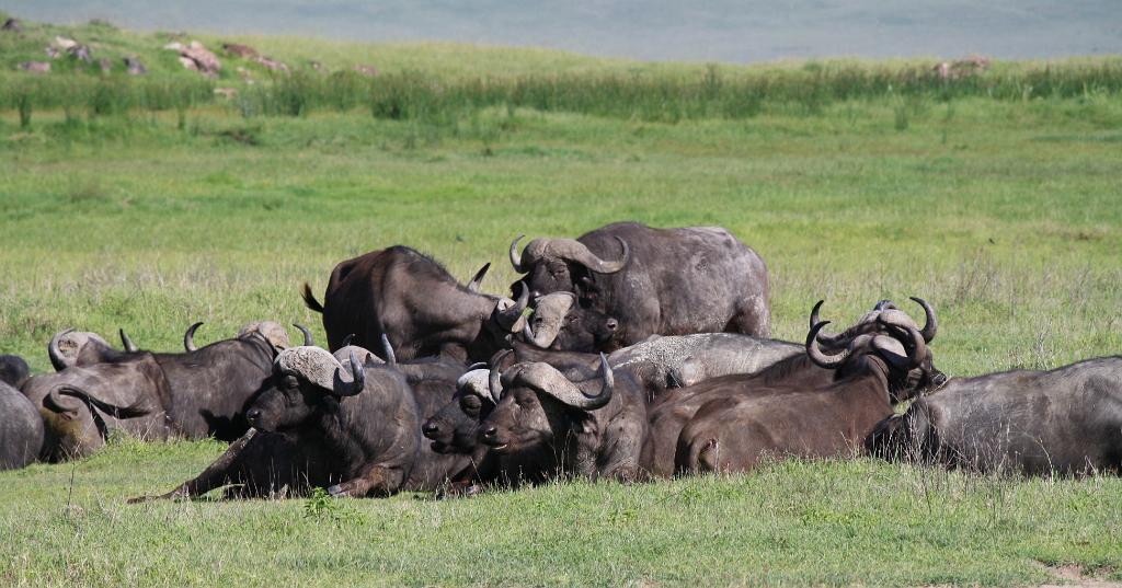 Cape buffalo, Ngorongoro Crater 185