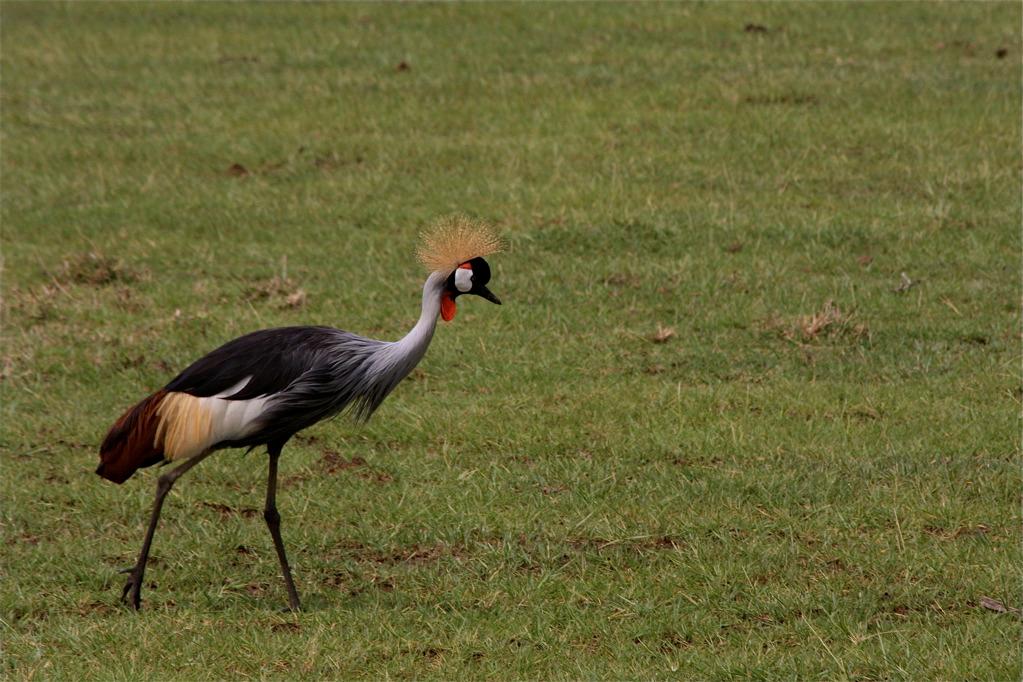 Crested crane, Ngorongoro Crater 287