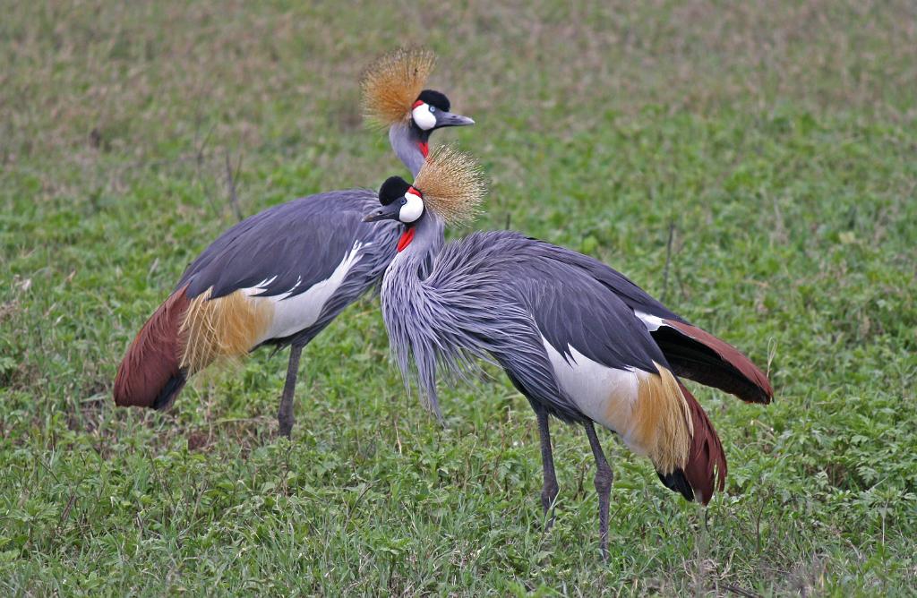 Crested cranes, Ngorongoro Crater 285