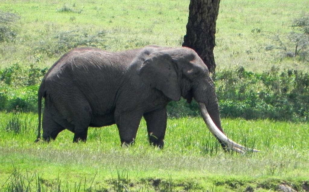 Elephant Ngorongoro Crater 235