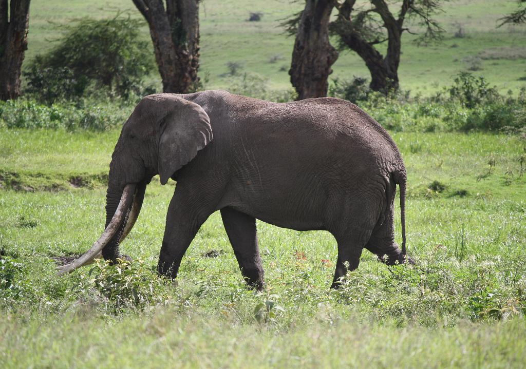 Elephant Ngorongoro Crater 240