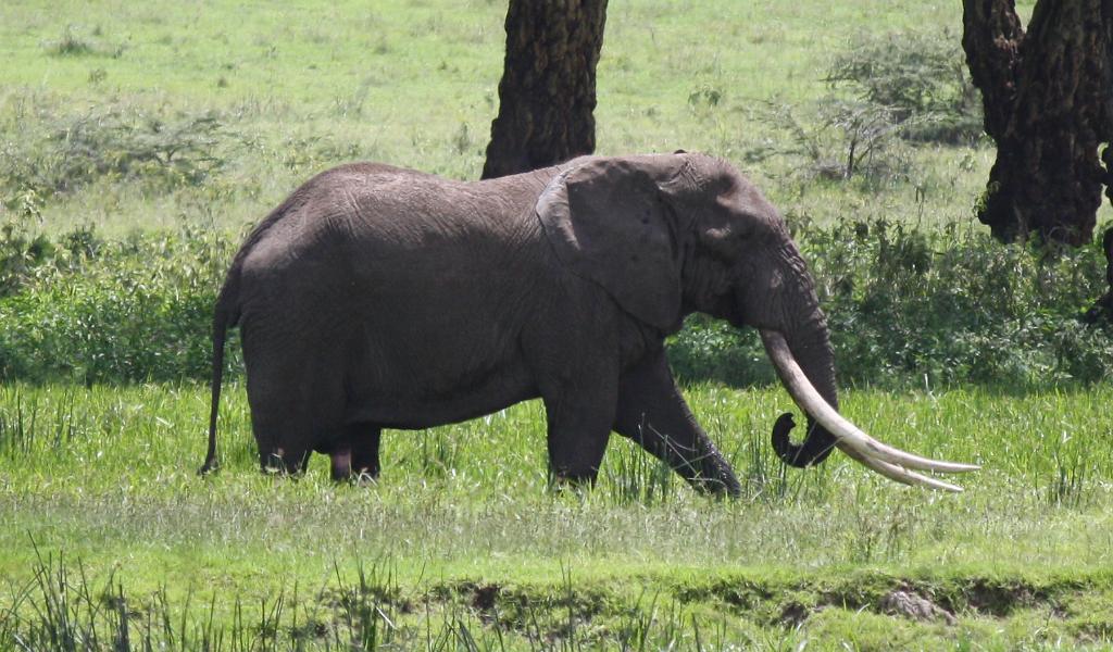 Elephant Ngorongoro Crater 245