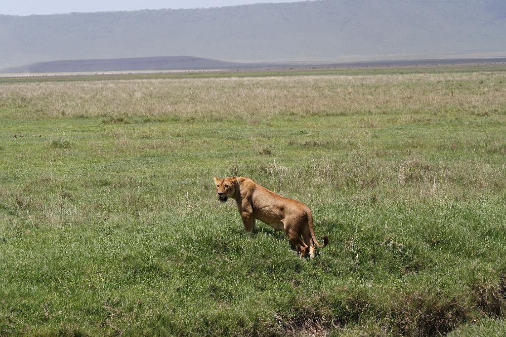 Female Lion, Ngorongoro Crater 150