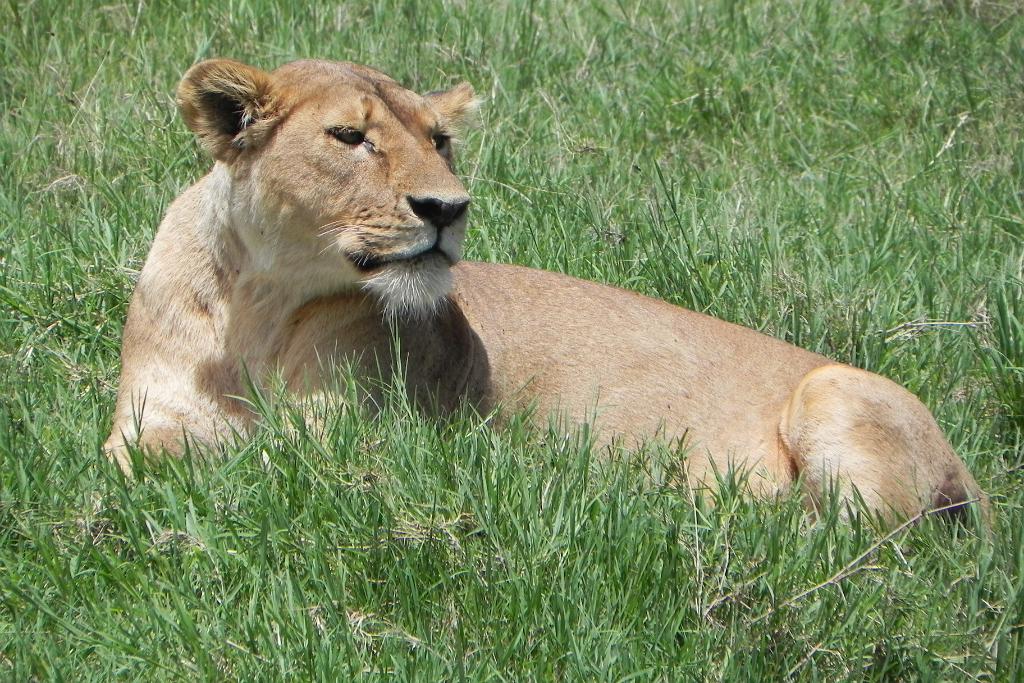 Female lion, Ngorongoro Crater 130