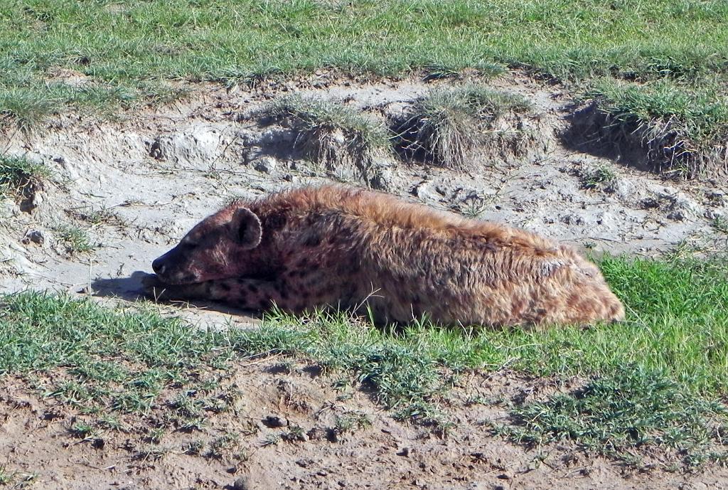 Hyena, Ngorongoro Crater 190