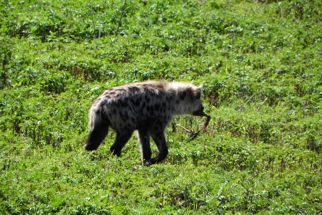 Hyena, Ngorongoro Crater 195
