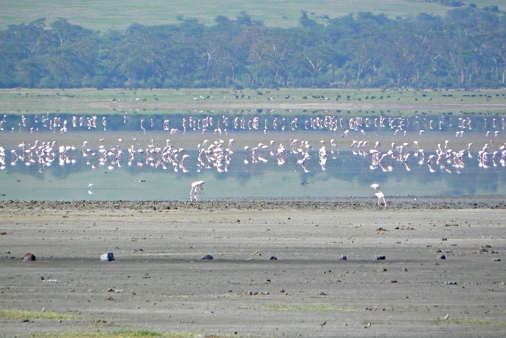 Lesser flamingos, Ngorongoro Crater 250