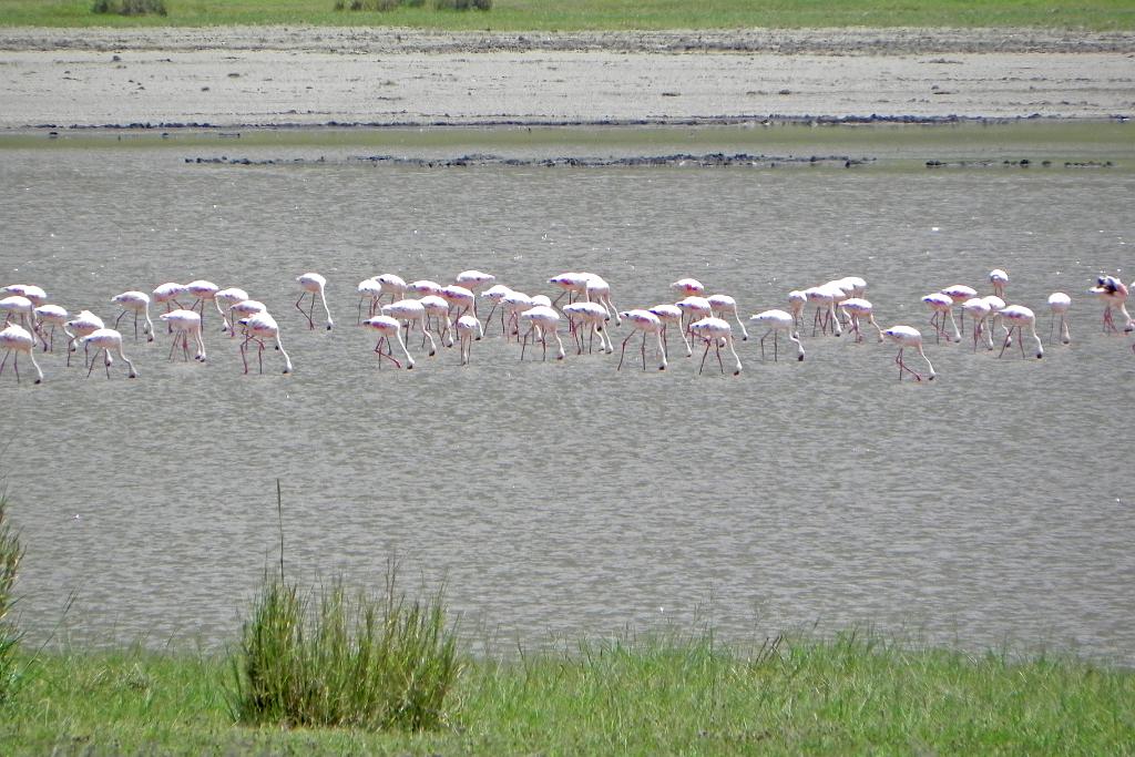 Lesser flamingos, Ngorongoro Crater 255