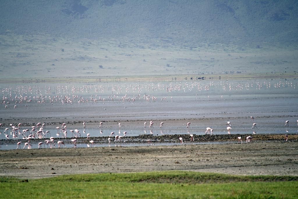 Lesser flamingos, Ngorongoro Crater 260
