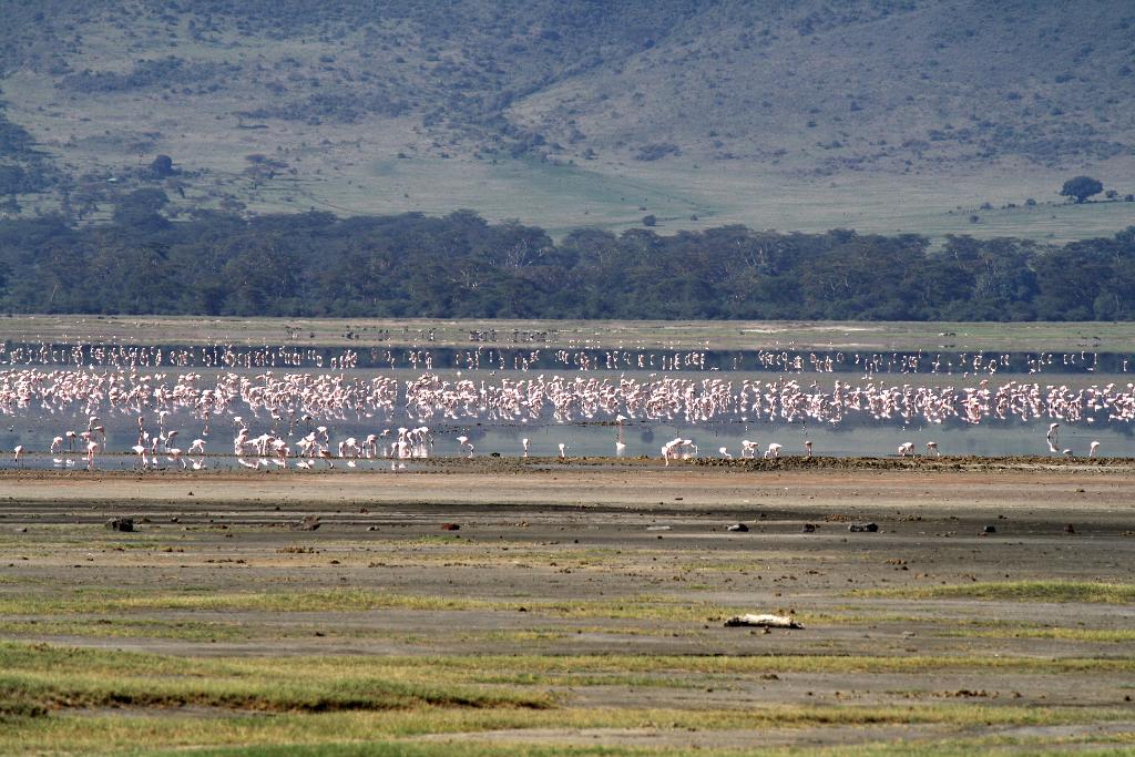 Lesser flamingos, Ngorongoro Crater 265