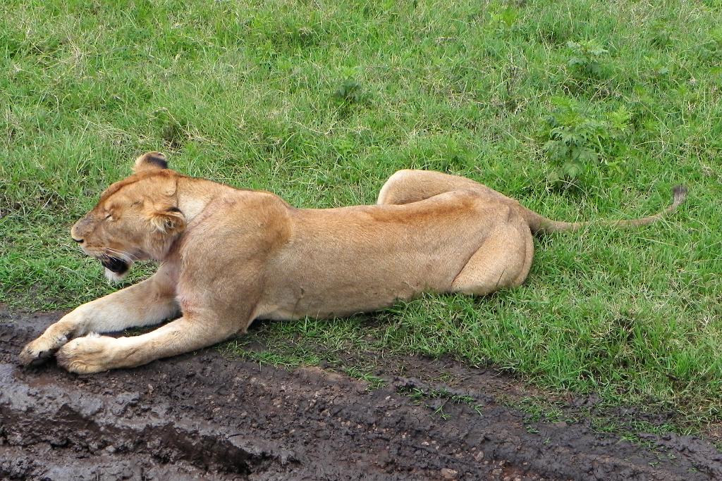 Lion Ngorongoro Crater 125