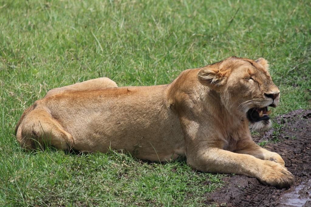 Lion Ngorongoro Crater 140