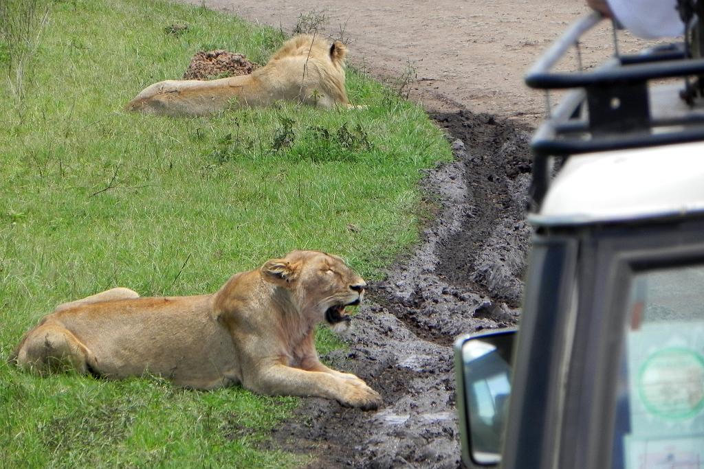 Lions Ngorongoro Crater 120