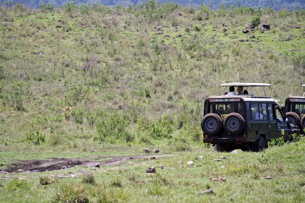 Lions stalking zebras Ngorongoro Crater 152