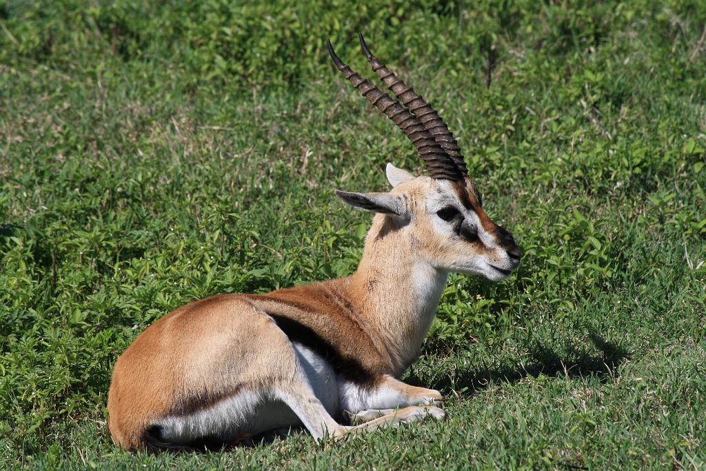 Thompson's Gazelle, Ngorongoro Crater 215