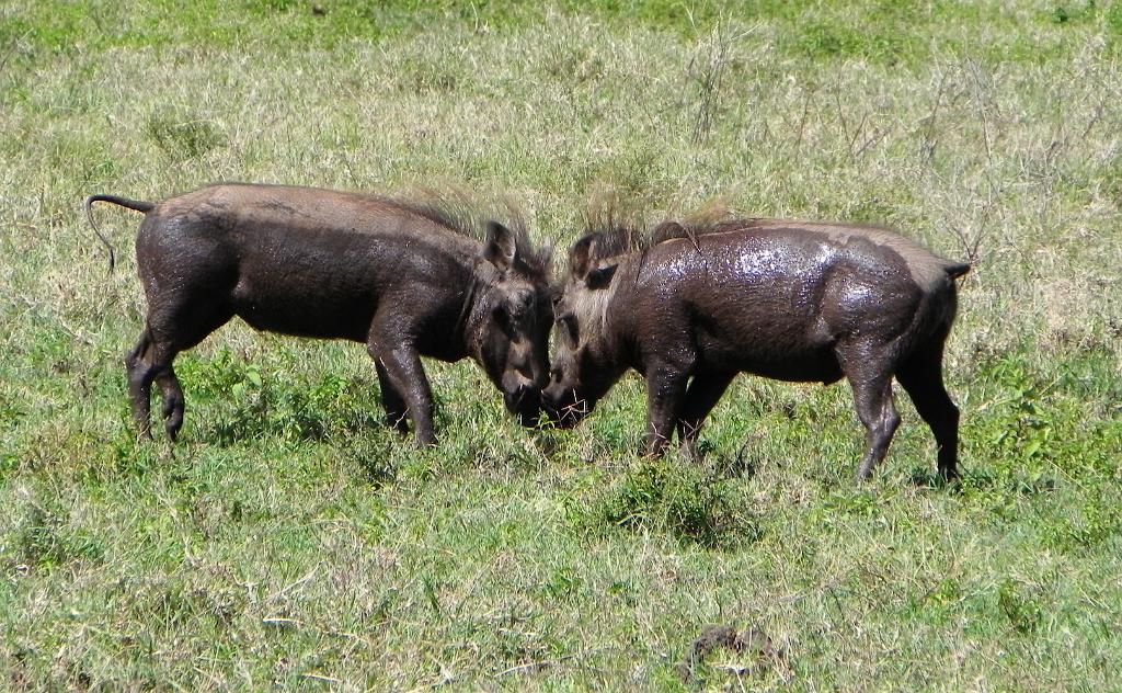 Warthogs, Ngorongoro Crater 225