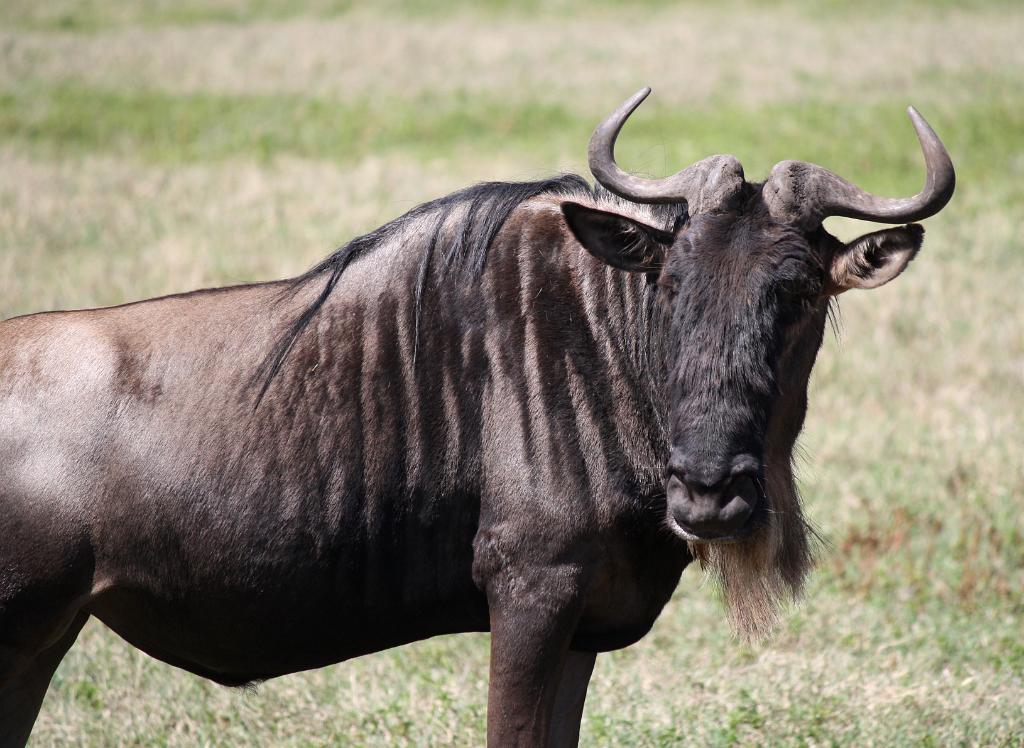 Wildebeest, Ngorongoro Crater 220
