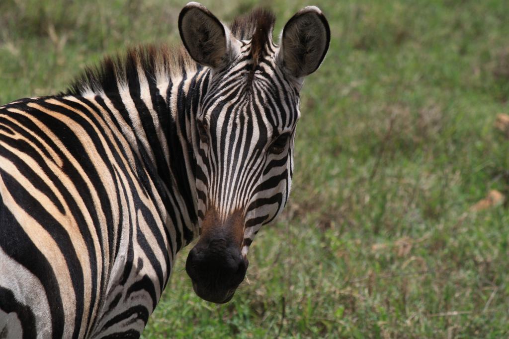 Zebra, Ngorongoro Crater 165