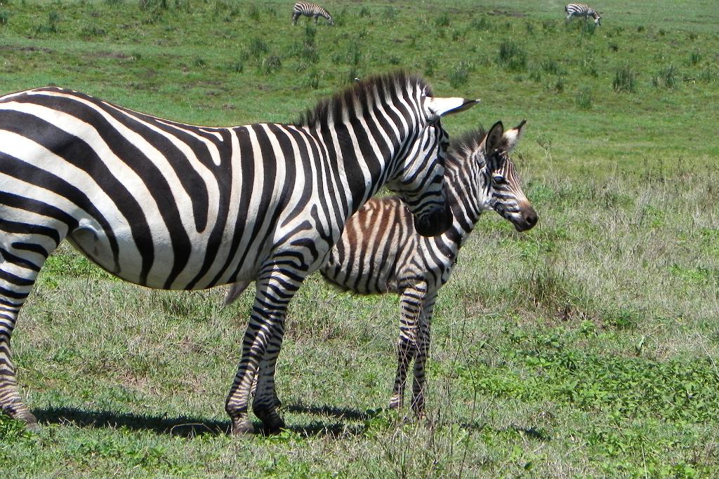 zebras, Ngorongoro Crater 155