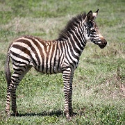 Baby Zebra Ngorongoro Crater 160.JPG