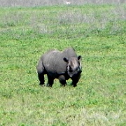 Black rhino, Ngorongoro Crater 147.JPG