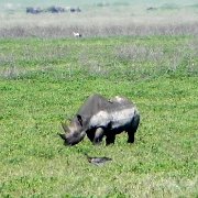 Black rhino, Ngorongoro Crater 148.JPG