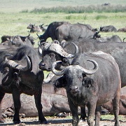 Cape buffalo, Ngorongoro Crater 170.JPG
