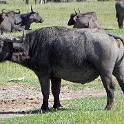 Cape buffalo, Ngorongoro Crater 175.JPG