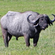 Cape buffalo, Ngorongoro Crater 180.JPG