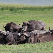 Cape buffalo, Ngorongoro Crater 185.JPG