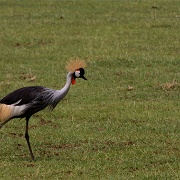 Crested crane, Ngorongoro Crater 287.jpg