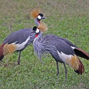 Crested cranes, Ngorongoro Crater 285.JPG