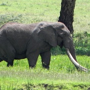 Elephant Ngorongoro Crater 235.JPG