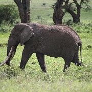 Elephant Ngorongoro Crater 240.JPG