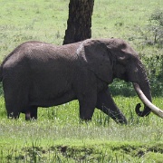 Elephant Ngorongoro Crater 245.JPG