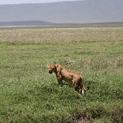 Female Lion, Ngorongoro Crater 150.JPG