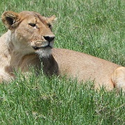 Female lion, Ngorongoro Crater 130.JPG