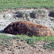 Hyena, Ngorongoro Crater 190.JPG