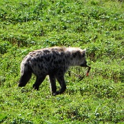 Hyena, Ngorongoro Crater 195.JPG