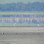 Lesser flamingos, Ngorongoro Crater 250.JPG