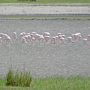 Lesser flamingos, Ngorongoro Crater 255.JPG
