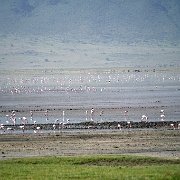 Lesser flamingos, Ngorongoro Crater 260.JPG
