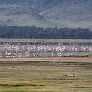 Lesser flamingos, Ngorongoro Crater 265.JPG