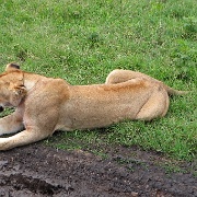 Lion Ngorongoro Crater 125.JPG